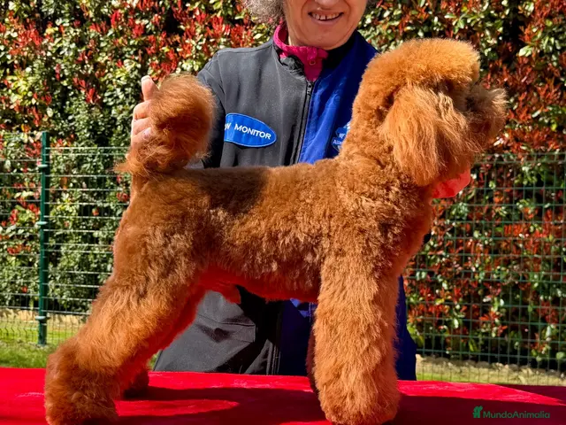 Caniche Toy perros 2 Caniche toy y enano para montas súper rojos - Anuncio 2