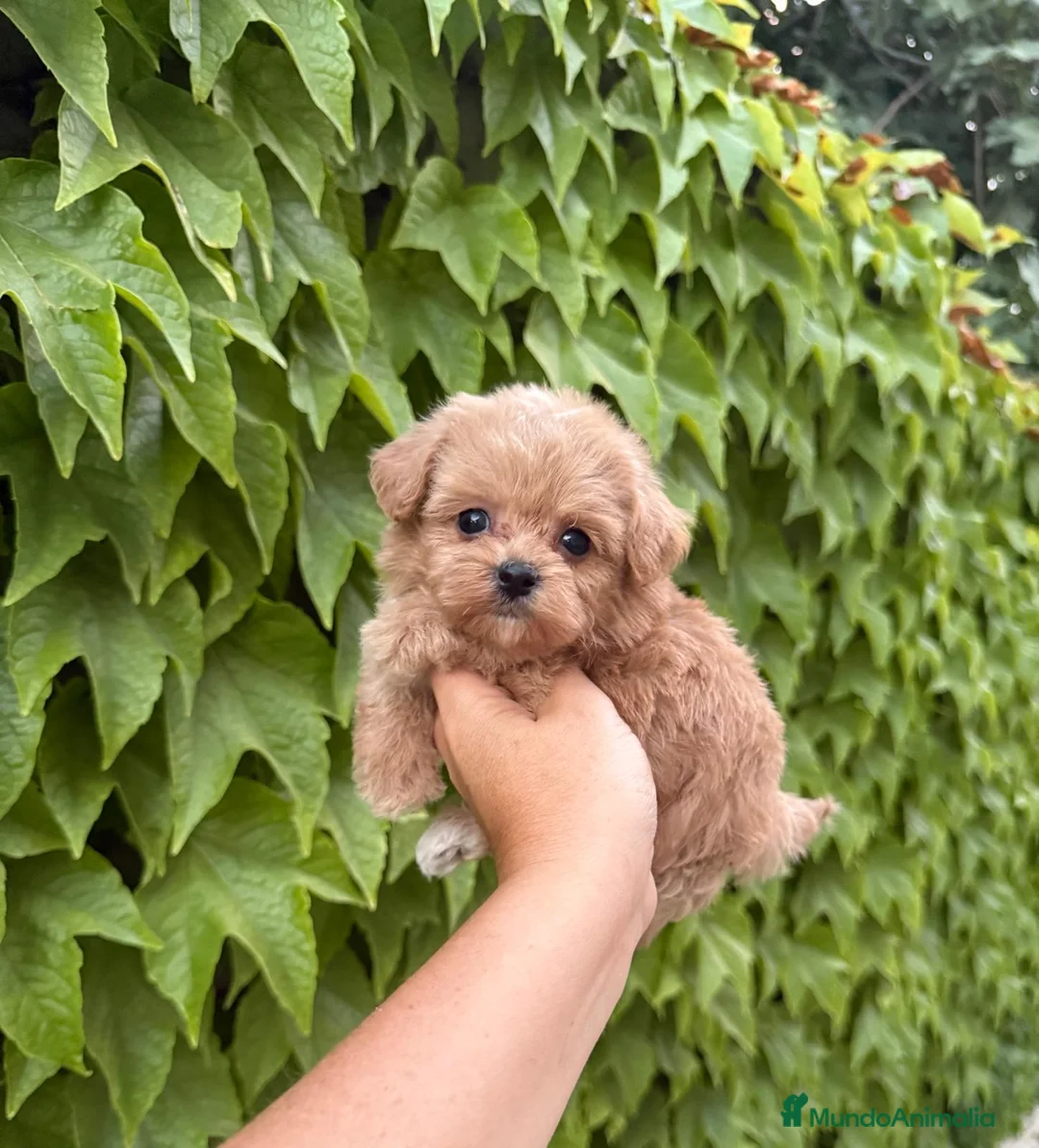 Maltipoo perros en venta: Maltipoo Toy hembra y macho !! - Anuncio 9