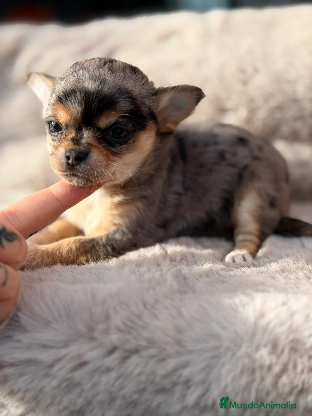 Chihuahua perros en venta: Chihuahua Merle  - Anuncio 3