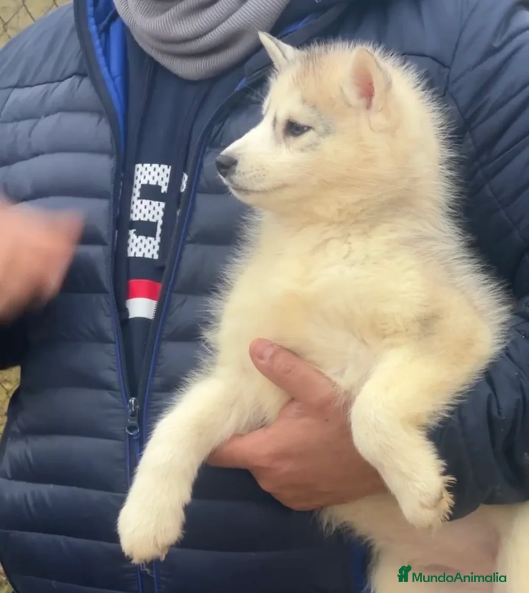 Husky Siberiano perros en venta: Husky siberiano - Anuncio 5