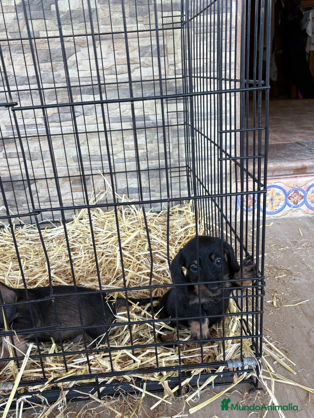 Teckel Miniatura perros en venta: Teckel mini pelo duro  - Anuncio 4