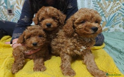 Caniche Toy perros en venta: Hembra disponible  - Imagen 4