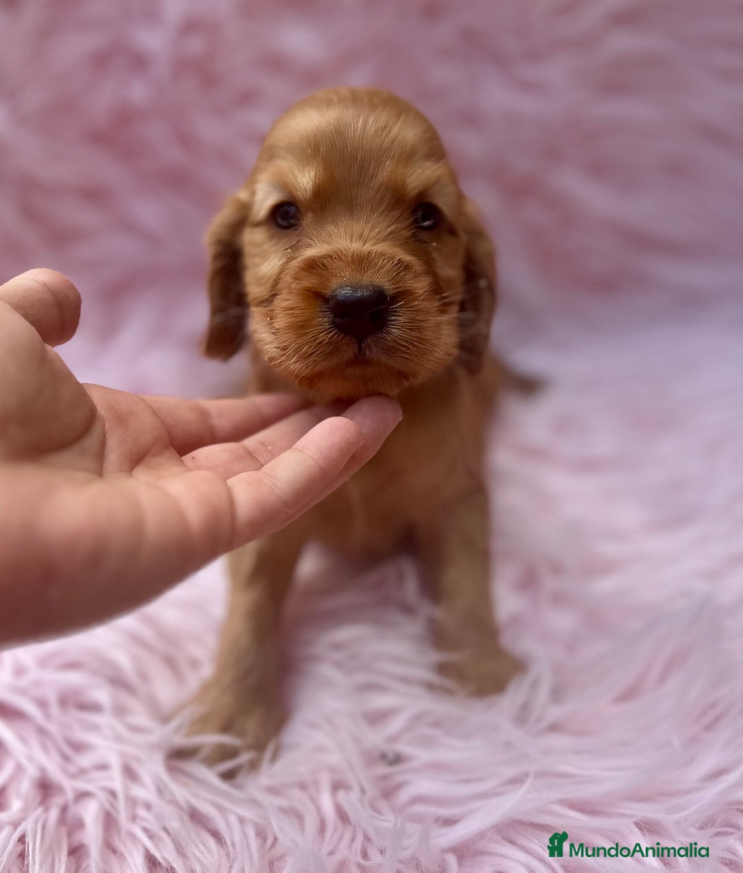 Cocker Spaniel Inglés perros en venta: COCKER SPANIEL INGLÉS HEMBRA - Imagen 2