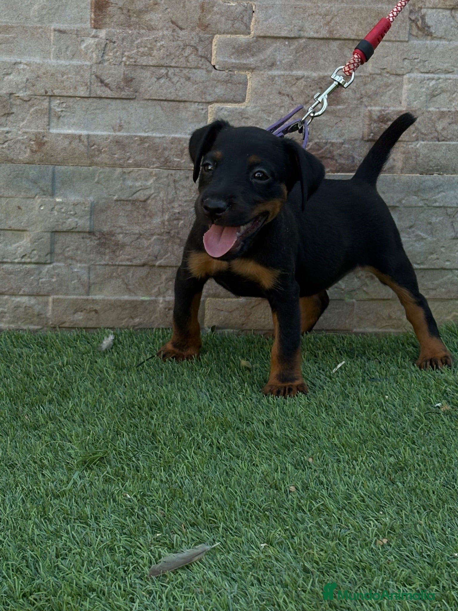 Terrier Alemán de Caza perros Cachorra Jagd terrier  - Anuncio 1
