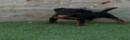 Terrier Alemán de Caza perros en venta: Cachorra Jagd terrier  - Anuncio 1