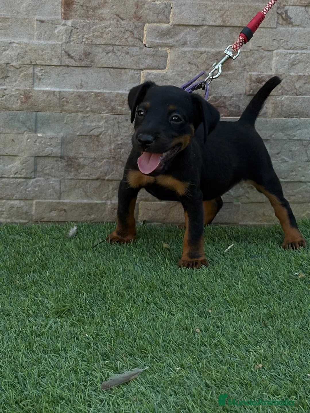 Terrier Alemán de Caza perros en venta: Cachorra Jagd terrier  - Anuncio 1