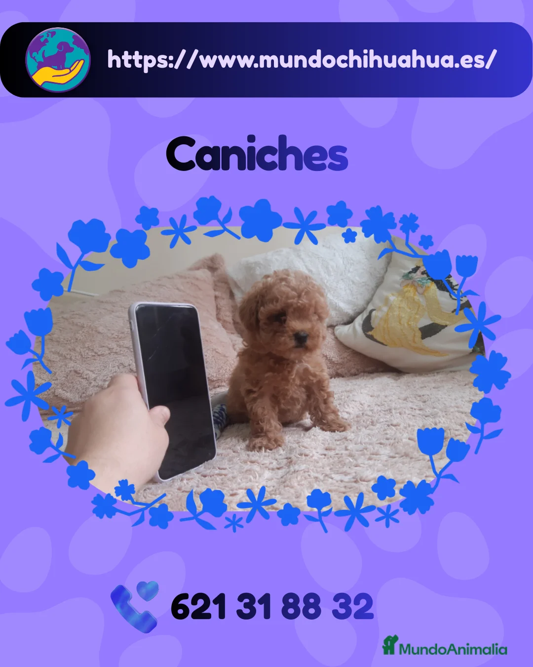 Caniche Enano perros en venta: Caniches enanos auténticos 🐩✨ - Anuncio 1