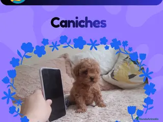 Caniche Enano perros Caniches enanos auténticos 🐩✨ - Anuncio 4