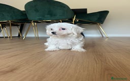 Maltipoo perros en venta: Maltipoo  - Imagen 2