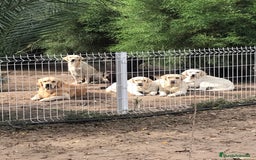 Golden Retriever perros en venta: Cachorros Golden top - Imagen 2