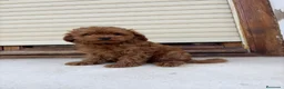 Caniche Toy perros en venta: Caniche toy - Anuncio 5