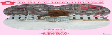Caniche Toy Cachorro 9