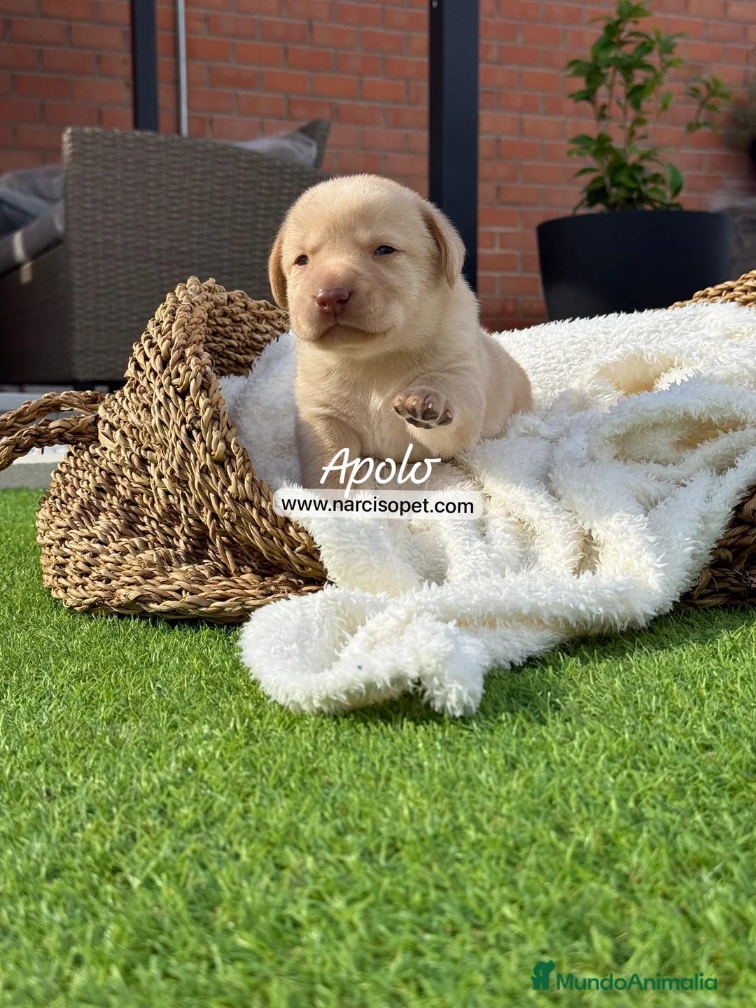 Labrador Retriever perros en venta: LABRADOR MACHO - Anuncio 1
