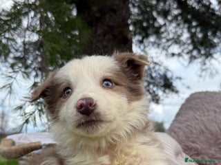 Border Collie perros en Ciudad Real - Anuncio 16
