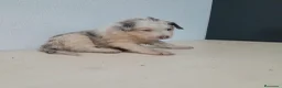 Border Collie perros en venta: BORDER COLLIE - Anuncio 18