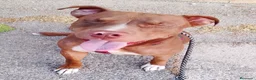 American Pit Bull Terrier perros en adopcion: SOPHIE ❤️✨ en adopción  - Anuncio 6