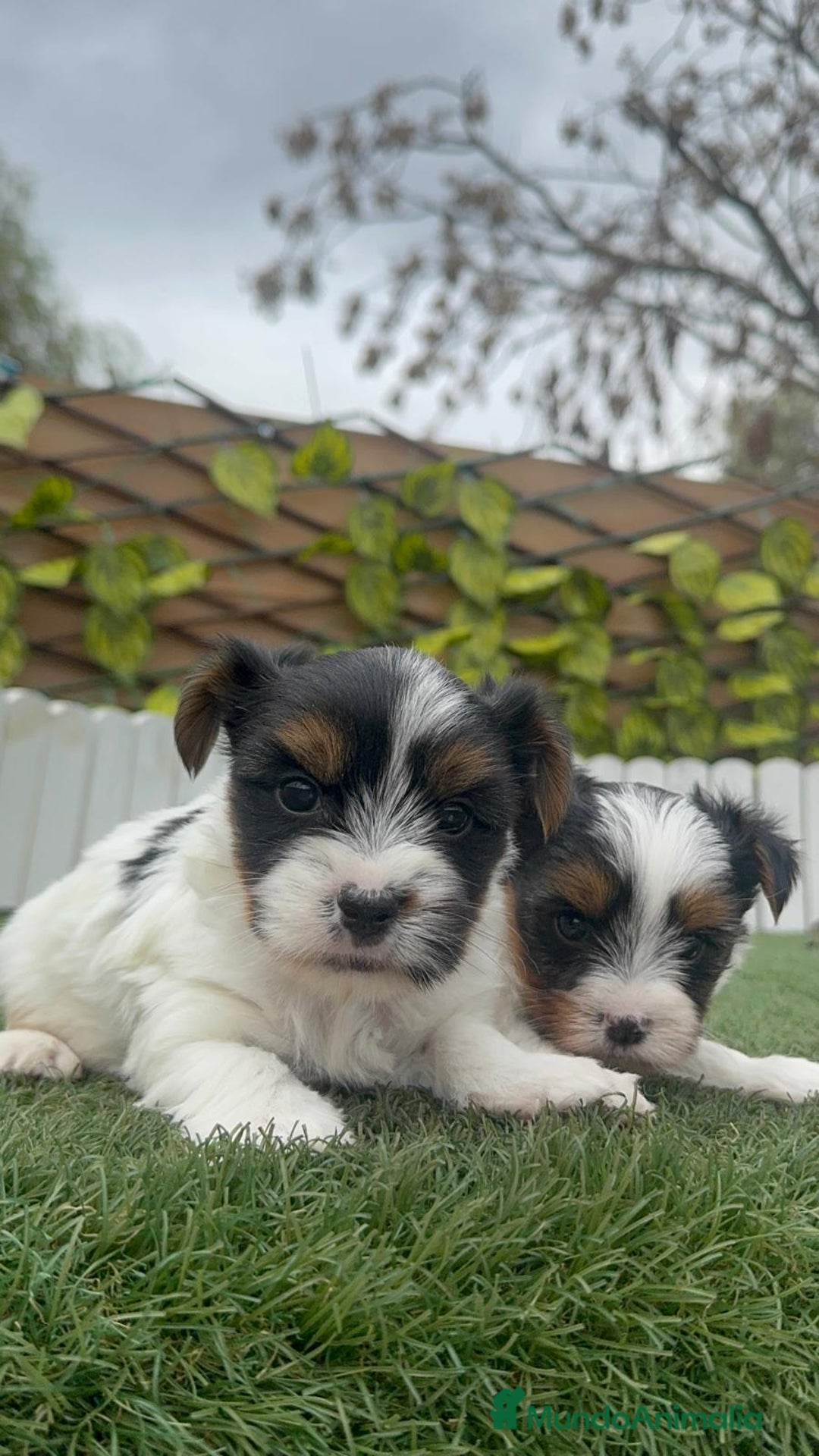 Yorkshire Terrier perros en venta: YORKSHIRE BIEWER MACHO - Anuncio 16