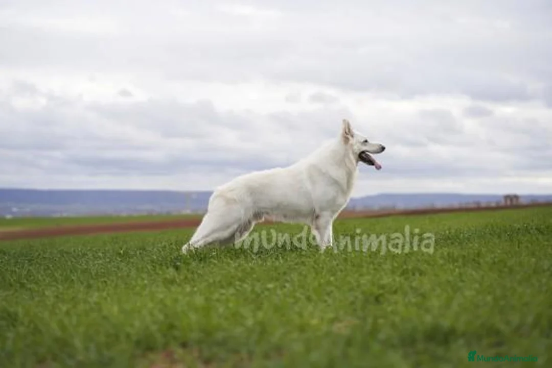 Imagen de galería {{count}}