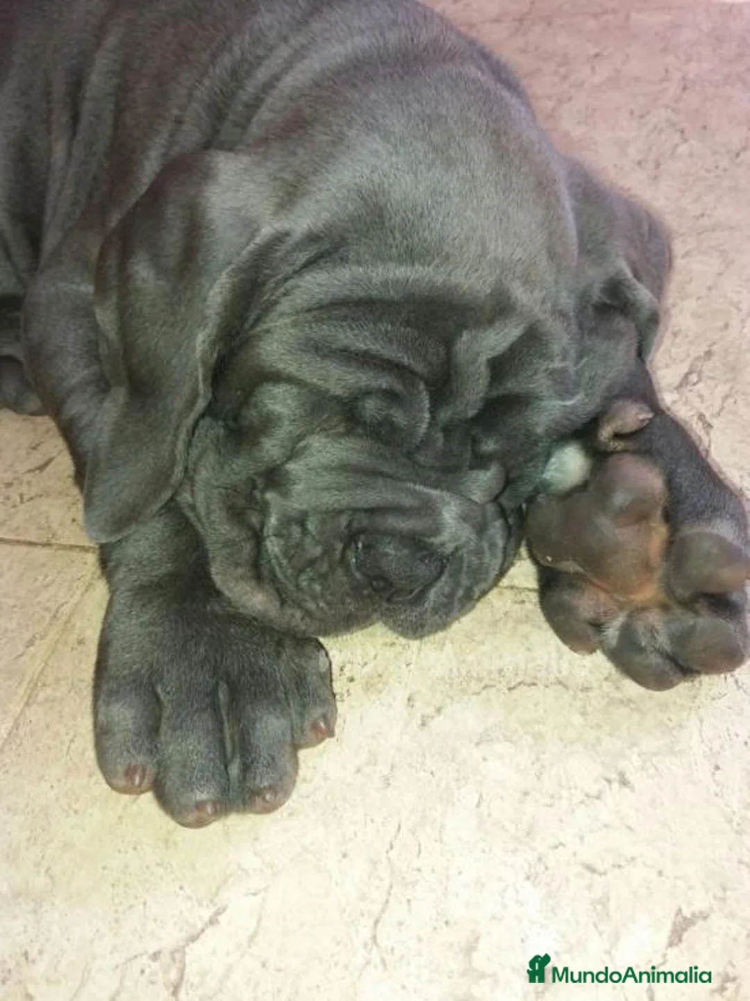 Imagen de galería {{count}}