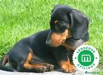 Teckel Miniatura perros TECKEL MINI NEGRO FUEGO - Anuncio 1