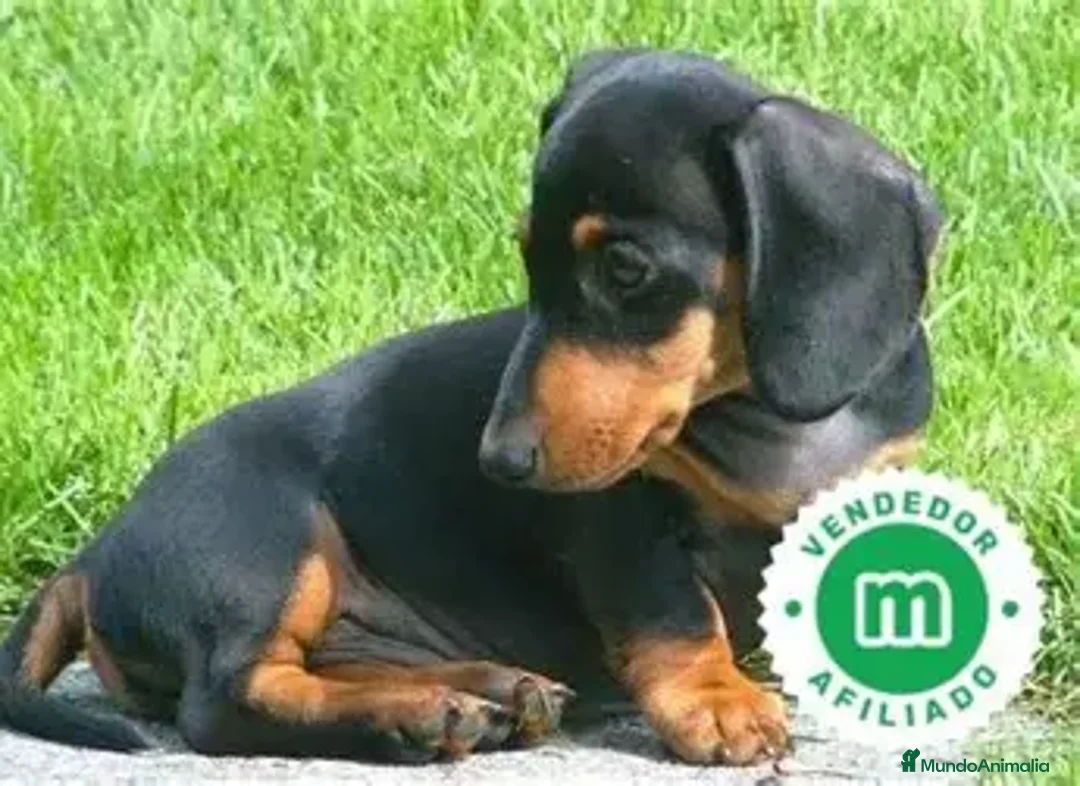 Teckel Miniatura perros en venta: TECKEL MINI NEGRO FUEGO - Anuncio 1