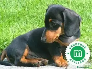 Teckel Miniatura perros TECKEL MINI NEGRO FUEGO - Anuncio 4