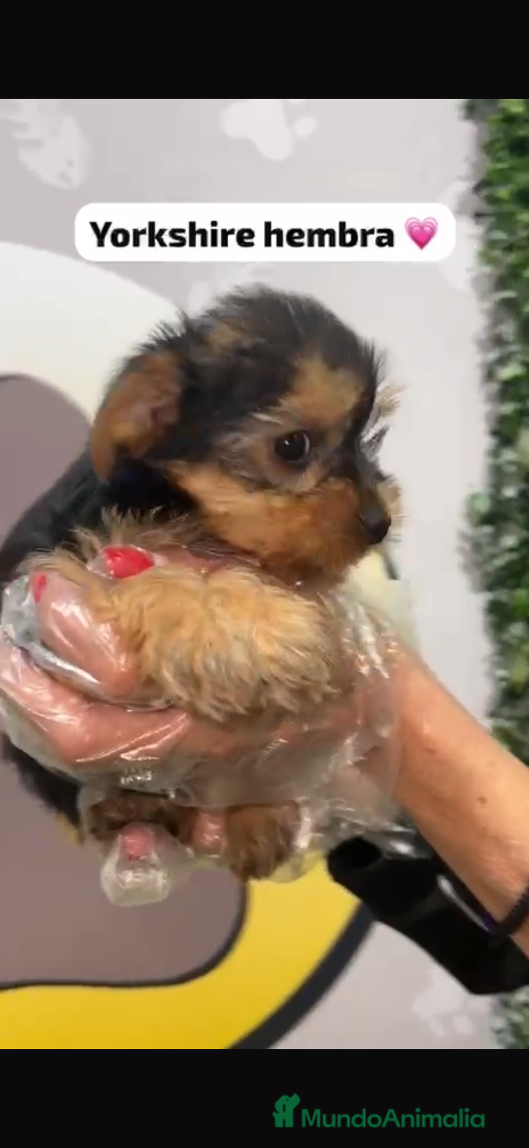 Yorkshire Terrier perros en venta: Yorkshire hembra bebe - Anuncio 1