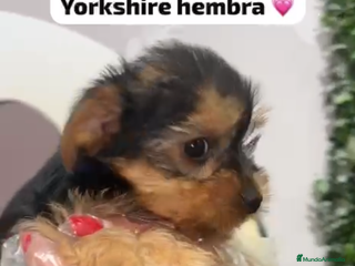 Yorkshire Terrier perros Yorkshire hembra bebe - Anuncio 4
