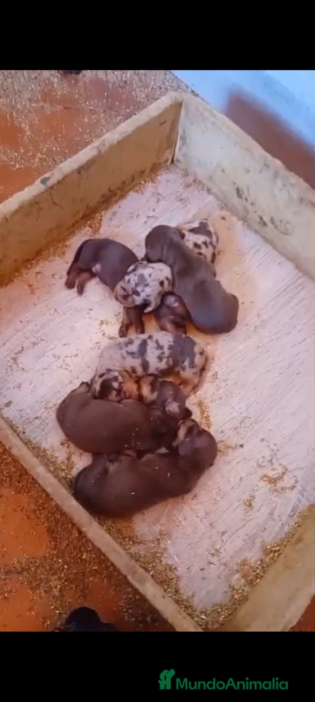 Teckel Miniatura perros en venta: Teckel kanichen  - Imagen 3