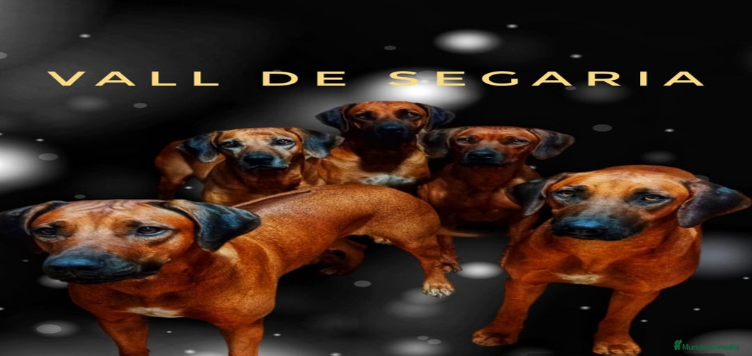 Imagen de galería {{count}}