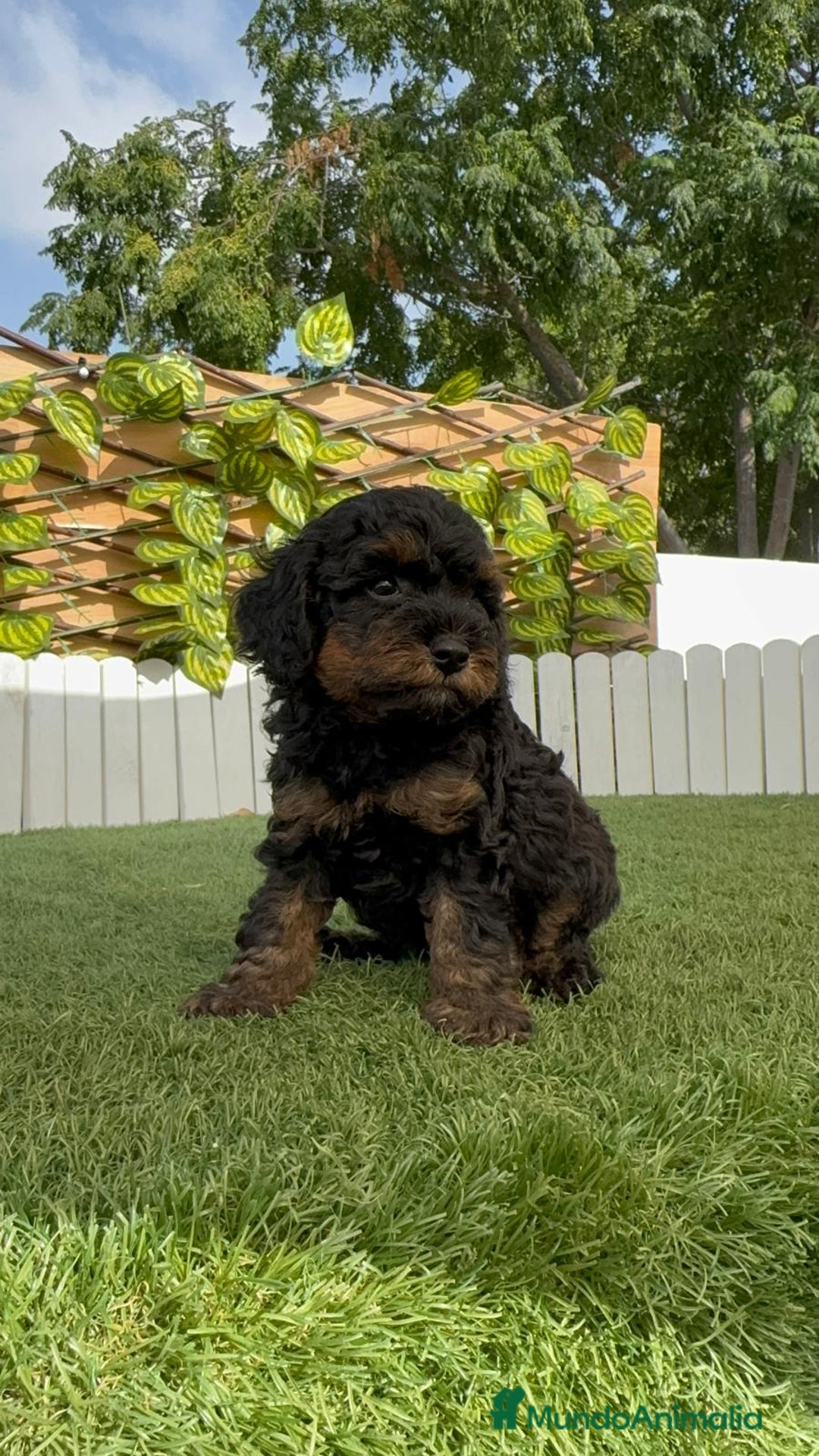 Caniche Toy perros en venta: CANICHE TOY HEMBRA - Imagen 11