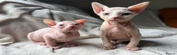Sphynx gatos en venta: Sphynx blancos y bicolor - Anuncio 8