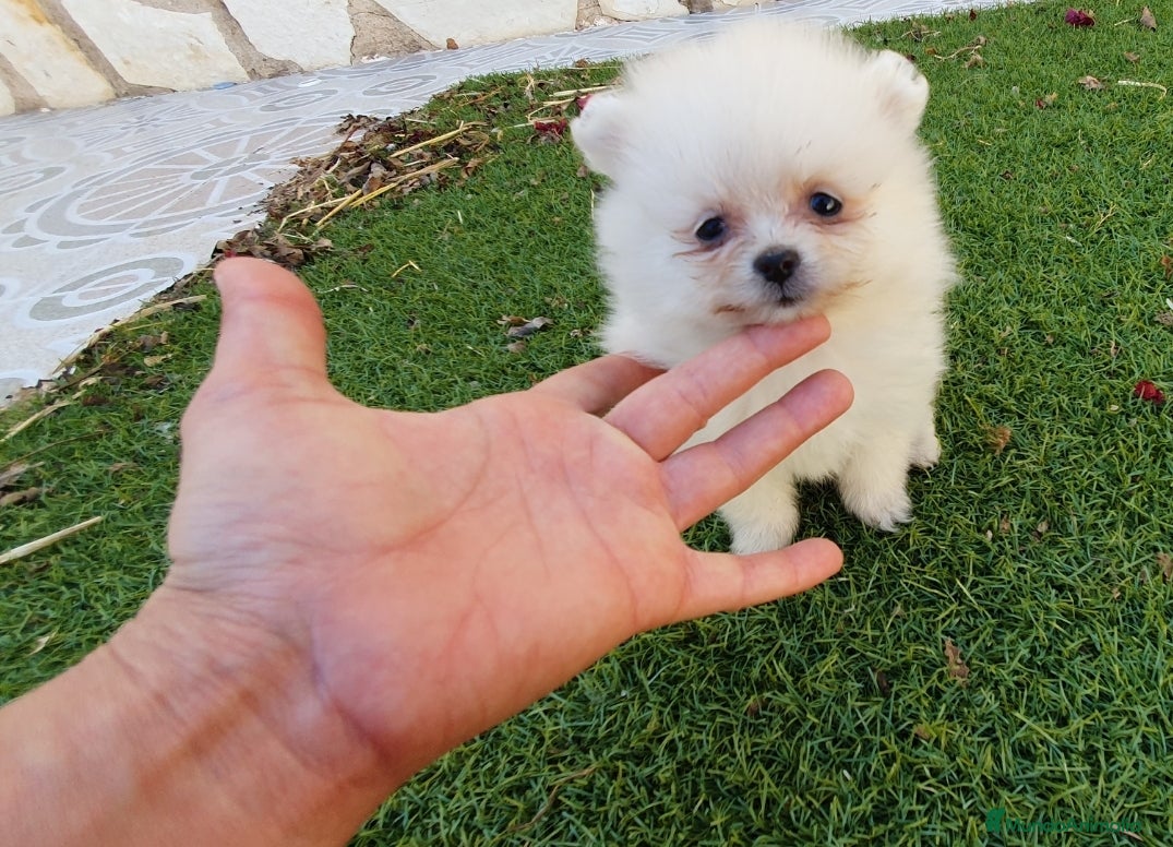 Pomerania perros Pomerania Toy Top  - Anuncio 1