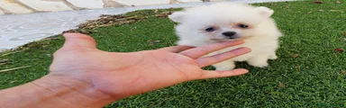 Pomerania Cachorro 3