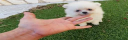 Pomerania perros en venta: Pomerania Toy Top  - Anuncio 31