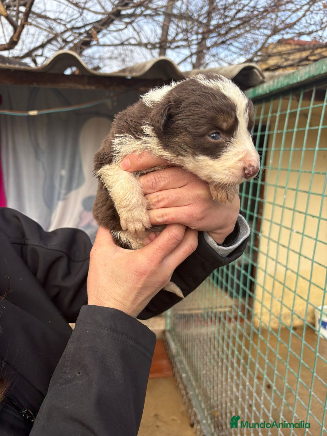 Border Collie perros en venta: Cachorro de Border Collie hembra chocolate  - Anuncio 3