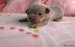 Chihuahua perros en venta: Chihuahuas hembras - Imagen 6