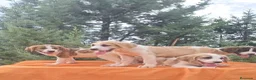 Mastín Español perros en venta: Mastín español  - Anuncio 7