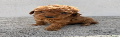 Caniche Toy 1
