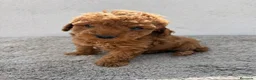 Caniche Toy perros en venta: Caniche toy hembra - Anuncio 11