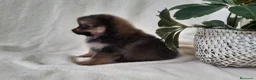 Pomerania perros en venta: PRECIOSO CACHORITO DE POMERANIA TOY  - Anuncio 16