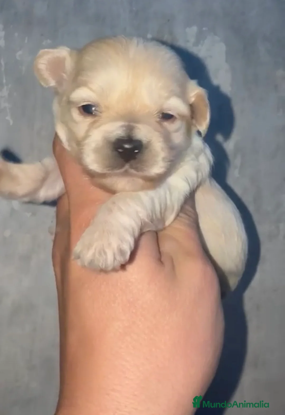 Maltipoo perros en venta: Espectaculares maltipoo en Córdoba - Anuncio 1