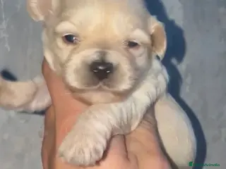 Maltipoo perros Espectaculares maltipoo en Córdoba - Anuncio 2