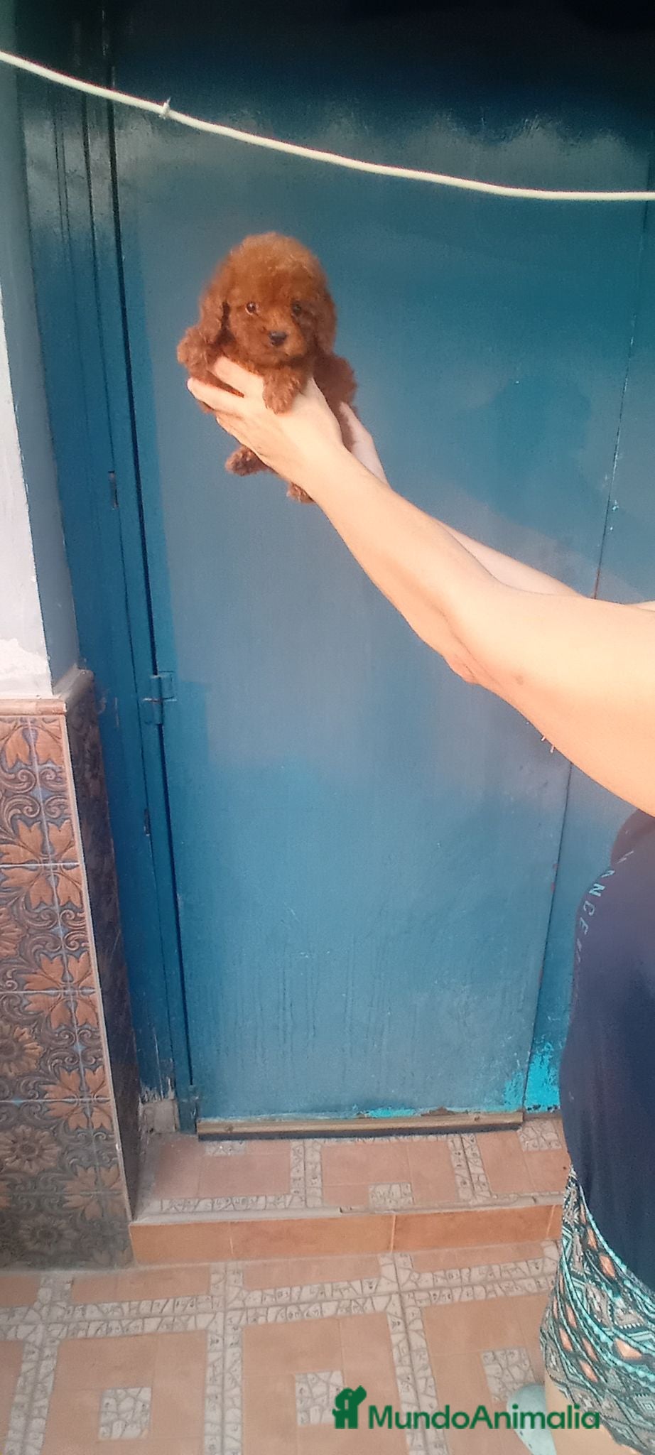 Caniche Toy perros ‼️‼️CANICHES ROJOS 50% ASIÁTICOS  - Anuncio 6
