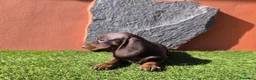 Teckel Miniatura perros en venta: TECKEL MINIATURA EN CANARIAS  - Anuncio 3