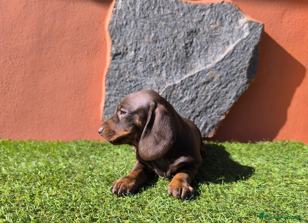 Teckel Miniatura perros en venta: TECKEL MINIATURA EN CANARIAS  - Anuncio 3