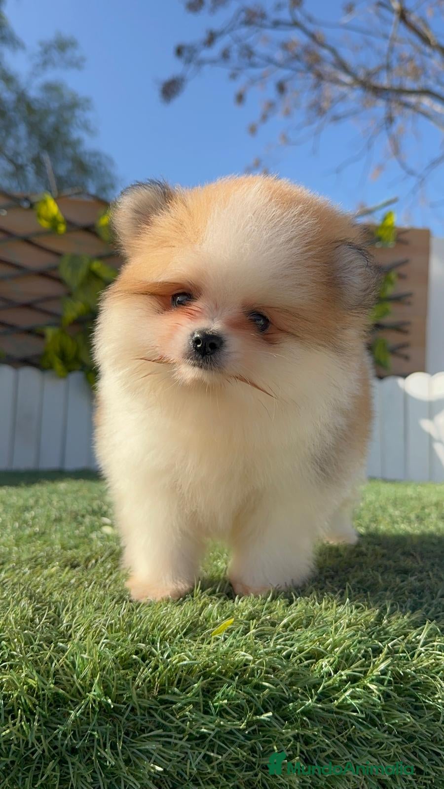 Pomerania perros POMERANIA MACHO - Anuncio 1