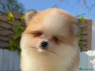 Pomerania perros POMERANIA MACHO - Anuncio 1