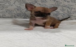 Chihuahua perros en venta: Chihuahua micro Toy hembra  - Imagen 6