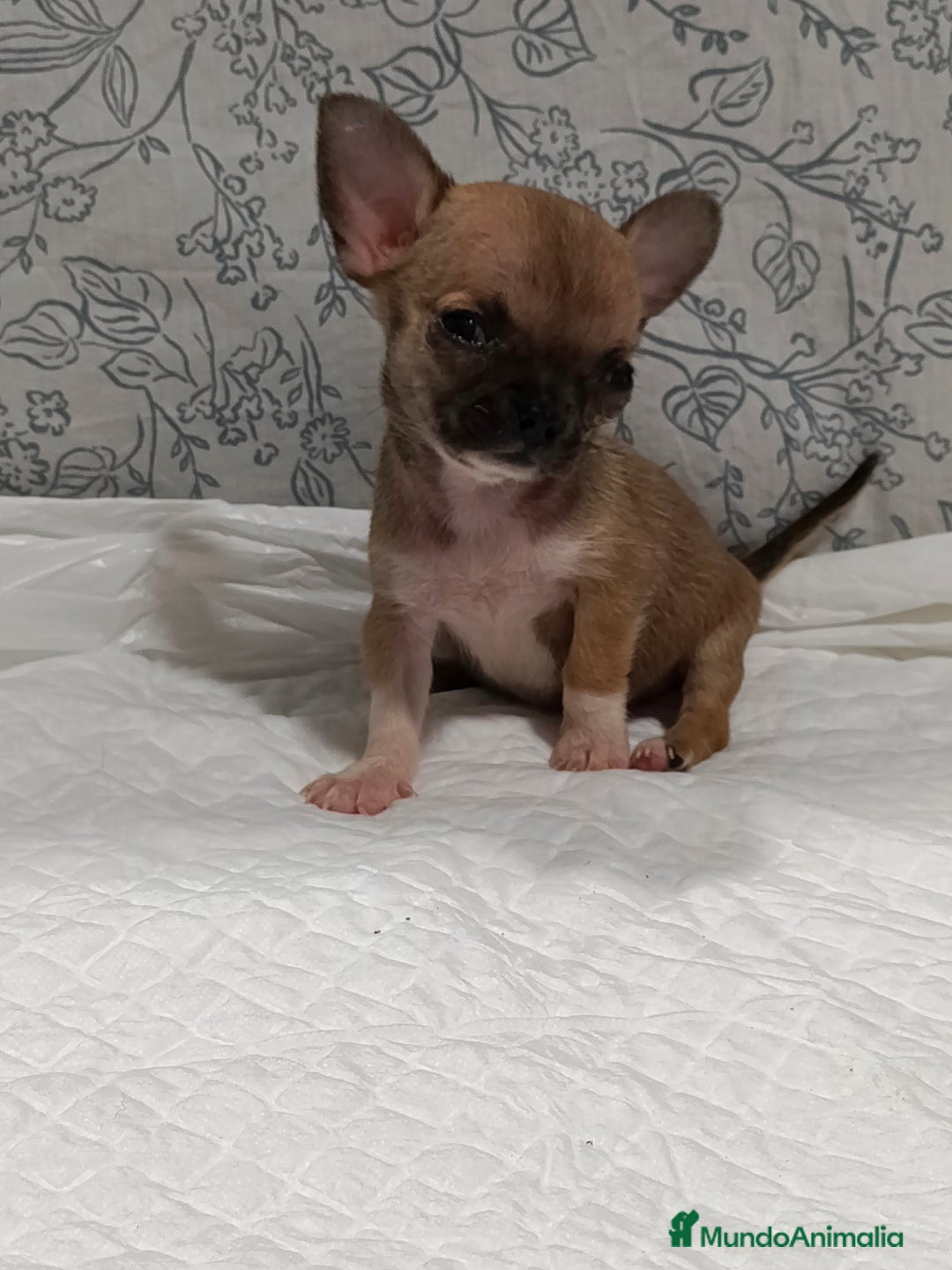 Chihuahua perros en venta: Chihuahua micro Toy hembra  - Imagen 6